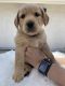 Golden Doodle Puppies for sale in Templeton, CA, USA. price: NA
