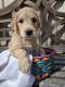 Golden Doodle Puppies for sale in Ash Grove, MO 65604, USA. price: NA