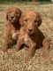 Golden Doodle Puppies for sale in LaFayette, GA 30728, USA. price: $1,200