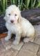 Golden Doodle Puppies for sale in Palm Coast, FL, USA. price: NA