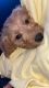 Golden Doodle Puppies for sale in Hilliard, OH, USA. price: NA
