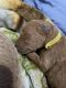 Golden Doodle Puppies for sale in Bastrop, TX 78602, USA. price: $2,400
