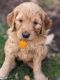 Golden Doodle Puppies for sale in Millersburg, OH 44654, USA. price: NA