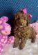 Golden Doodle Puppies for sale in Anna, TX 75409, USA. price: $2,695