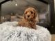 Golden Doodle Puppies for sale in Reno, NV, USA. price: NA
