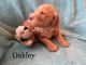 Golden Doodle Puppies for sale in Pensacola, FL, USA. price: NA