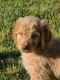 Golden Doodle Puppies for sale in Stockton, CA 95206, USA. price: $1,500