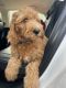 Golden Doodle Puppies for sale in Monterey, CA, USA. price: NA