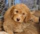 Golden Doodle Puppies for sale in Kenton, OH 43326, USA. price: $800