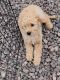 Golden Doodle Puppies for sale in Strasburg, CO 80136, USA. price: $2,500