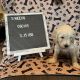 Golden Doodle Puppies for sale in Milford, PA 18337, USA. price: NA