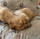 Golden Doodle Puppies for sale in Pendleton, OR 97801, USA. price: $1,500