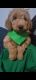 Golden Doodle Puppies for sale in Dallas-Fort Worth Metropolitan Area, TX, USA. price: $2,400