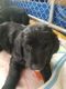 Golden Doodle Puppies for sale in Absarokee, MT 59001, USA. price: $750