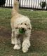 Golden Doodle Puppies for sale in Dallas, TX, USA. price: $1,000