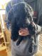 Golden Doodle Puppies for sale in Lamoni, IA 50140, USA. price: $350