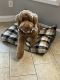 Golden Doodle Puppies for sale in McDonough, GA 30252, USA. price: $3,000