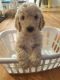 Golden Doodle Puppies for sale in Aurora, MO 65605, USA. price: $800