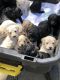 Golden Doodle Puppies for sale in Taylorsville, GA 30178, USA. price: NA