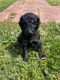 Golden Doodle Puppies for sale in Hickory, NC, USA. price: NA