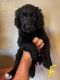 Golden Doodle Puppies for sale in Lubbock, TX, USA. price: NA
