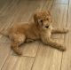 Golden Doodle Puppies for sale in Tucson, AZ 85756, USA. price: $1,000