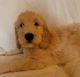 Golden Doodle Puppies for sale in Olathe, KS, USA. price: $750