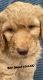 Golden Doodle Puppies for sale in West Seneca, NY, USA. price: NA