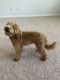 Golden Doodle Puppies for sale in Grovetown, GA 30813, USA. price: $5,000