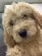 Golden Doodle Puppies for sale in Flint, MI, USA. price: NA
