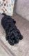 Golden Doodle Puppies for sale in Columbus, OH, USA. price: NA