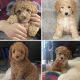 Golden Doodle Puppies for sale in St Michael, MN, USA. price: $1,500