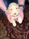 Golden Doodle Puppies for sale in Hornsby, TN, USA. price: $1,500