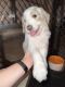 Golden Doodle Puppies for sale in Vero Beach, FL 32967, USA. price: NA