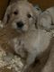 Golden Doodle Puppies for sale in Allen Park, MI 48101, USA. price: NA