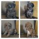 Golden Doodle Puppies for sale in Euharlee, GA 30120, USA. price: NA