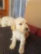 Golden Doodle Puppies for sale in Ruskin, FL 33570, USA. price: NA