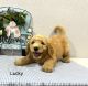 Golden Doodle Puppies for sale in Montgomery, TX, USA. price: NA