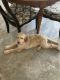 Golden Doodle Puppies for sale in Chesterfield Township, MI, USA. price: NA