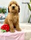 Golden Doodle Puppies for sale in Montgomery, TX, USA. price: NA