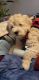 Golden Doodle Puppies for sale in Portland, OR, USA. price: $2,500