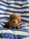 Golden Doodle Puppies for sale in Broward County, FL, USA. price: $1,500