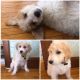 Golden Doodle Puppies for sale in St Paul, MN, USA. price: NA