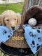 Golden Doodle Puppies for sale in Fishers, IN 46037, USA. price: NA