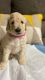 Golden Doodle Puppies for sale in Garden Grove, CA, USA. price: NA