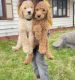 Golden Doodle Puppies for sale in Maple Shade, NJ, USA. price: NA