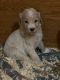 Golden Doodle Puppies for sale in Allen Park, MI 48101, USA. price: $1,800
