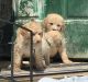 Golden Doodle Puppies for sale in Springport, MI 49284, USA. price: NA