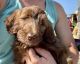 Golden Doodle Puppies for sale in Fort Payne, AL, USA. price: $600