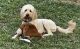 Golden Doodle Puppies for sale in San Antonio, TX, USA. price: $700
